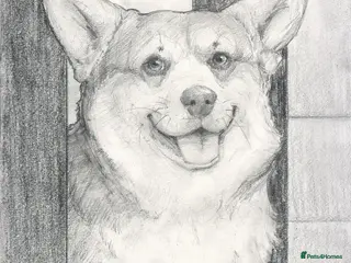 Welsh Corgi Pembroke dogs Corgi dog WANTED - Advert 2