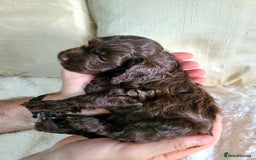 Cockapoo dogs for sale: F1 Cockapoo Puppies. Thick Coats. DNA tested - Image 20