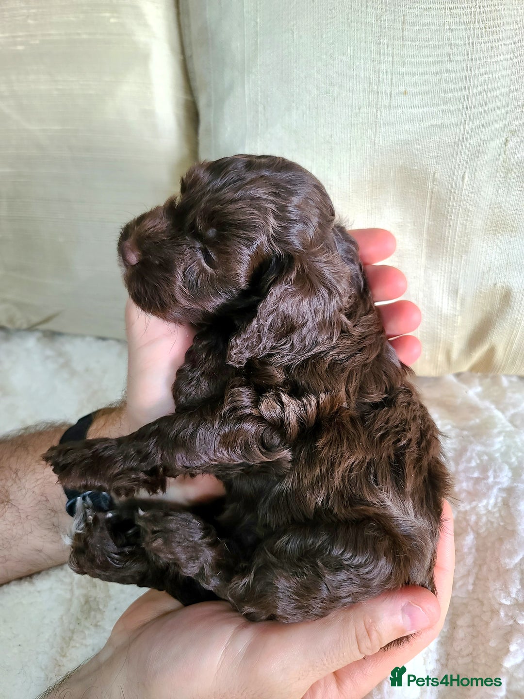 Cockapoo dogs for sale: F1 Cockapoo Puppies. Thick Coats. DNA tested - Image 20