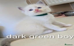 Ragdoll cats for sale: 6 beautiful pure Ragdoll  - Image 5