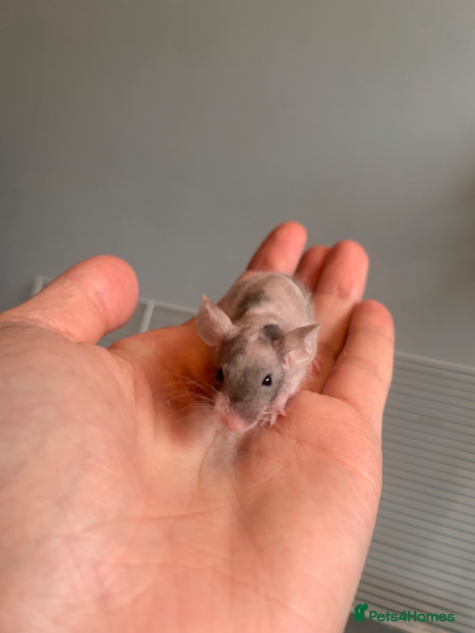 Mouse rodents 8 week old fuzzy male mouse - Advert 1