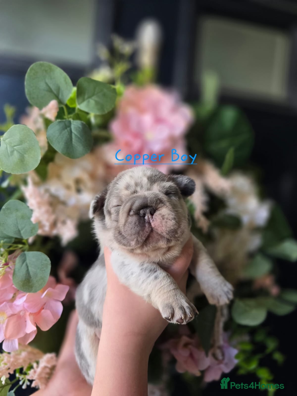 French Bulldog dogs Stunning little of French Bulldog puppies  - Advert 1