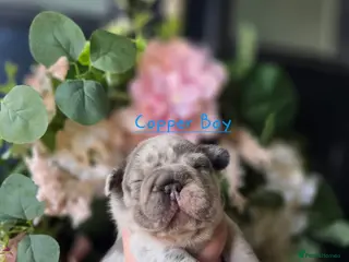 French Bulldog dogs Stunning little of French Bulldog puppies - Advert 1