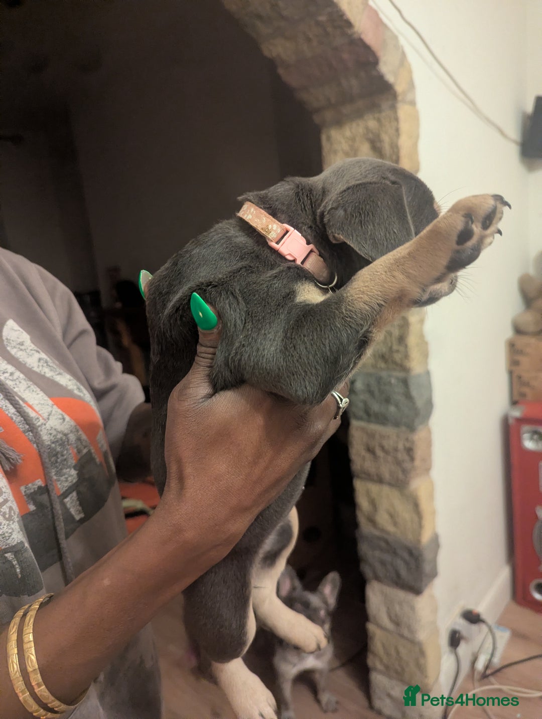 Mixed Breed dogs for sale: All cute and little tanks!  - Advert 7