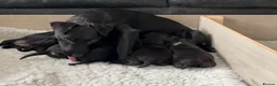 Patterdale Terrier dogs for sale: Stunning spooktacular Patterdale puppies  - Advert 14