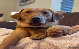 Labrador Retriever dogs for sale: Fox Red Labrador Retriever Puppies🐾 - Advert 5