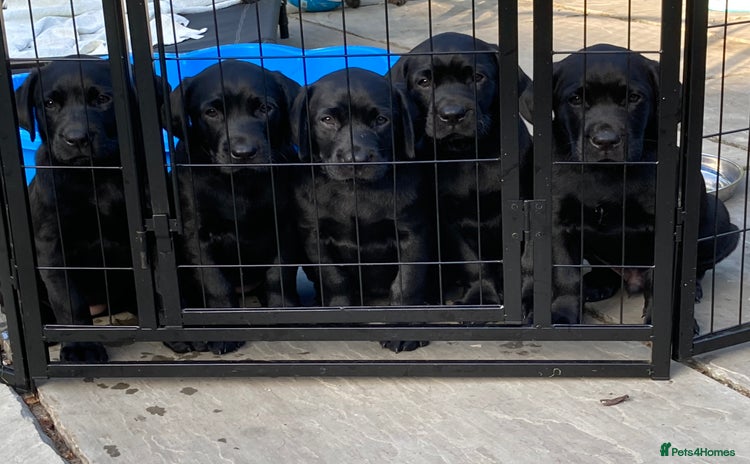 Labrador Retriever dogs - Advert 3