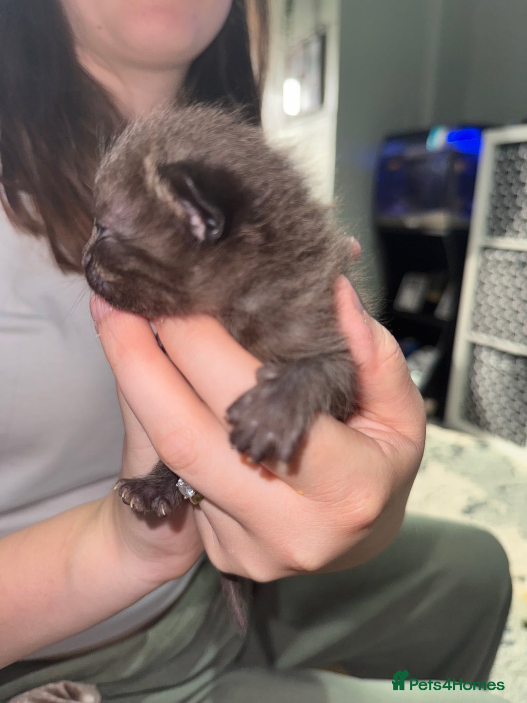 Mixed Breed cats for sale: 3 Gorgeous Girls - Image 15