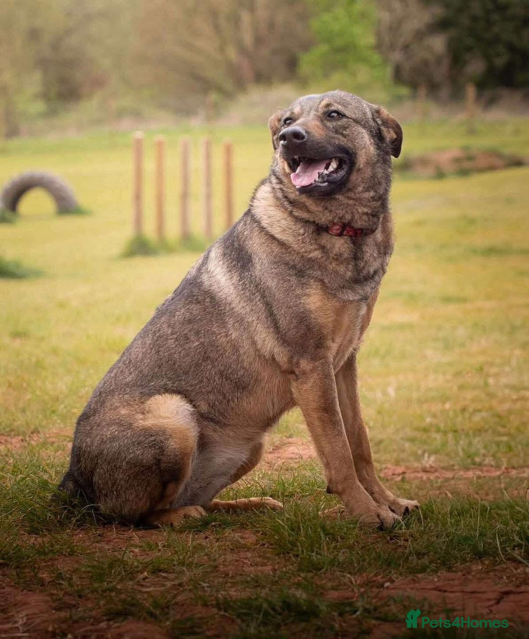 Mixed Breed dogs for adoption: Luna was stood up.... in Kidderminster - Advert 20