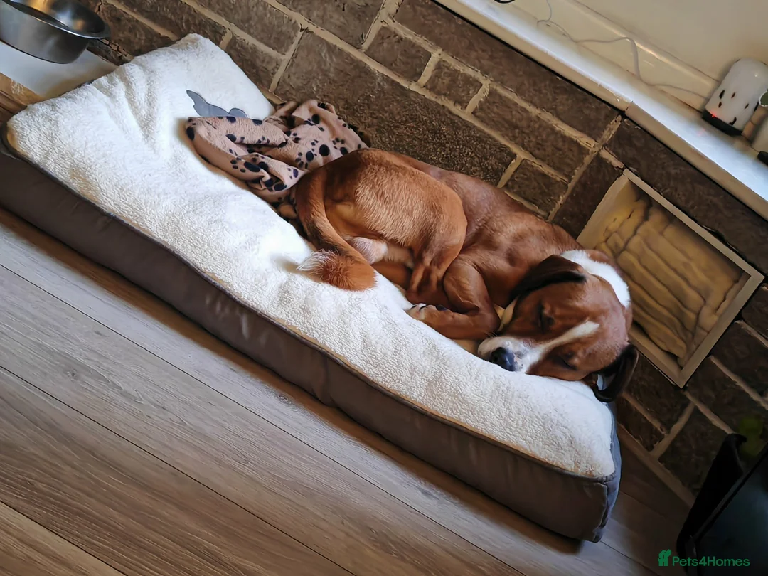 Mixed Breed dogs for sale: Loveable family dog for rehoming  in Bedworth - Advert 6