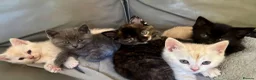 Exotic cats for sale: Adorable kittens in Bolton - Advert 18