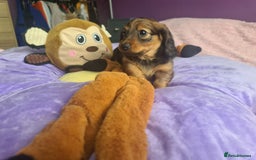 Dachshund dogs for sale: Last one beautiful long-haired dachshunds girl 😍 - Image 26