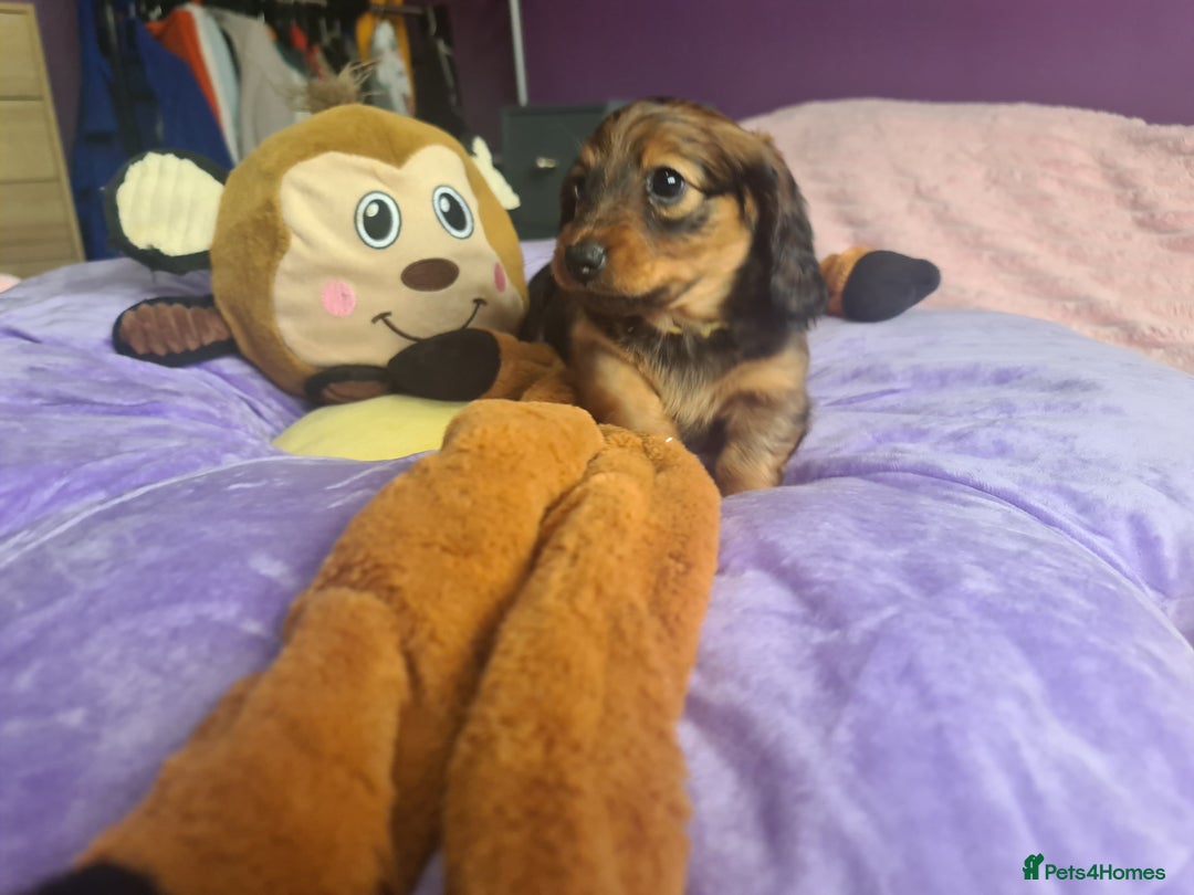 Dachshund dogs for sale: Last one beautiful long-haired dachshunds girl 😍 - Image 26