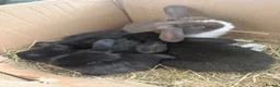 Mini Lop rabbits for sale: Adorable Baby Bunnies Looking for Loving Homes! 🐰 - Advert 9