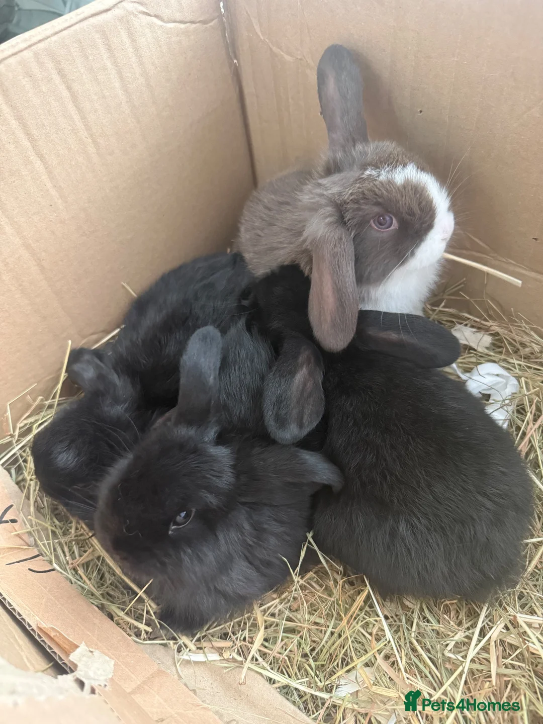 Mini Lop rabbits for sale: Adorable Baby Bunnies Looking for Loving Homes! 🐰 - Advert 9