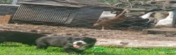 Border Collie dogs for sale: Beautiful collie pupa - Advert 16