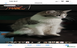 Mixed Breed cats for sale: Kittens  - Image 21