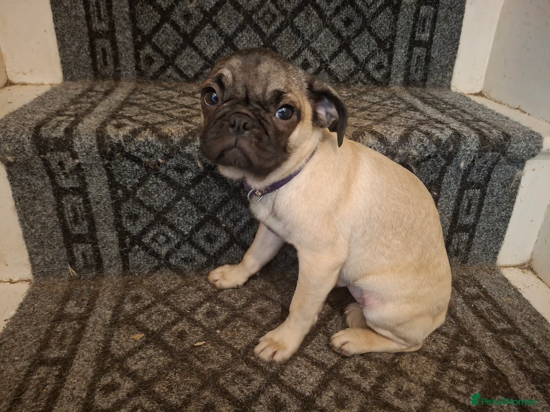Pug dogs for sale: Lovely pug pups for sale - Advert 13