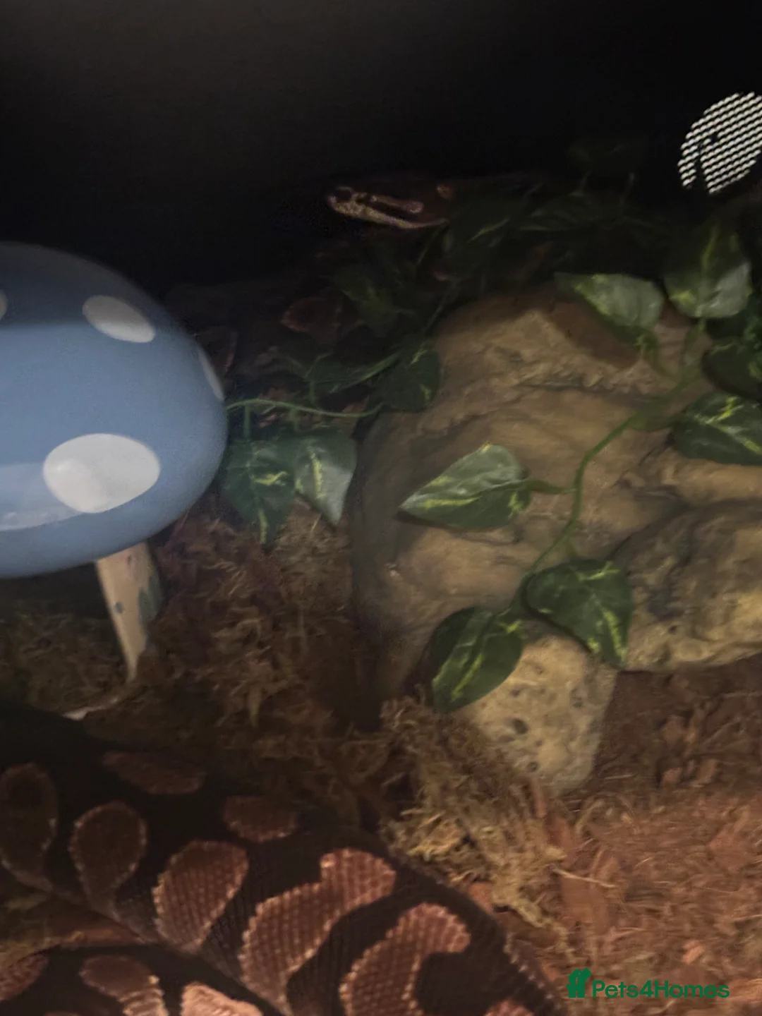 Python Snake reptiles for sale: ball python - Advert 9