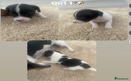 Jack Russell dogs for sale: Jack Russel puppy's  - Image 5