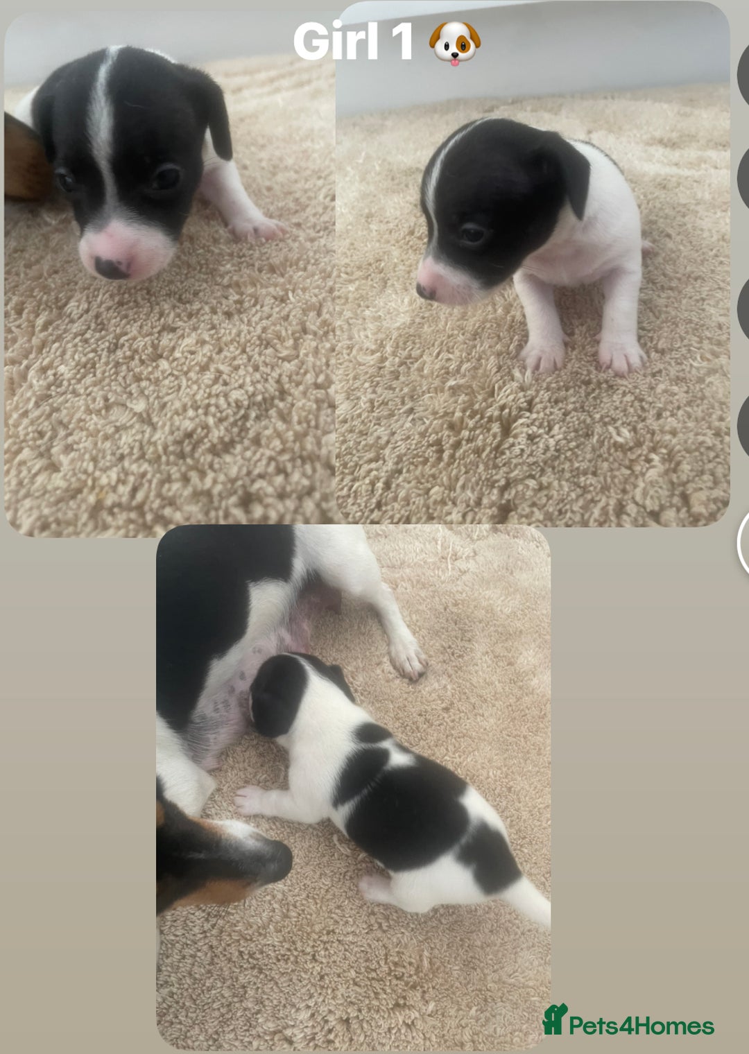 Jack Russell dogs for sale: Jack Russel puppy's  - Image 5