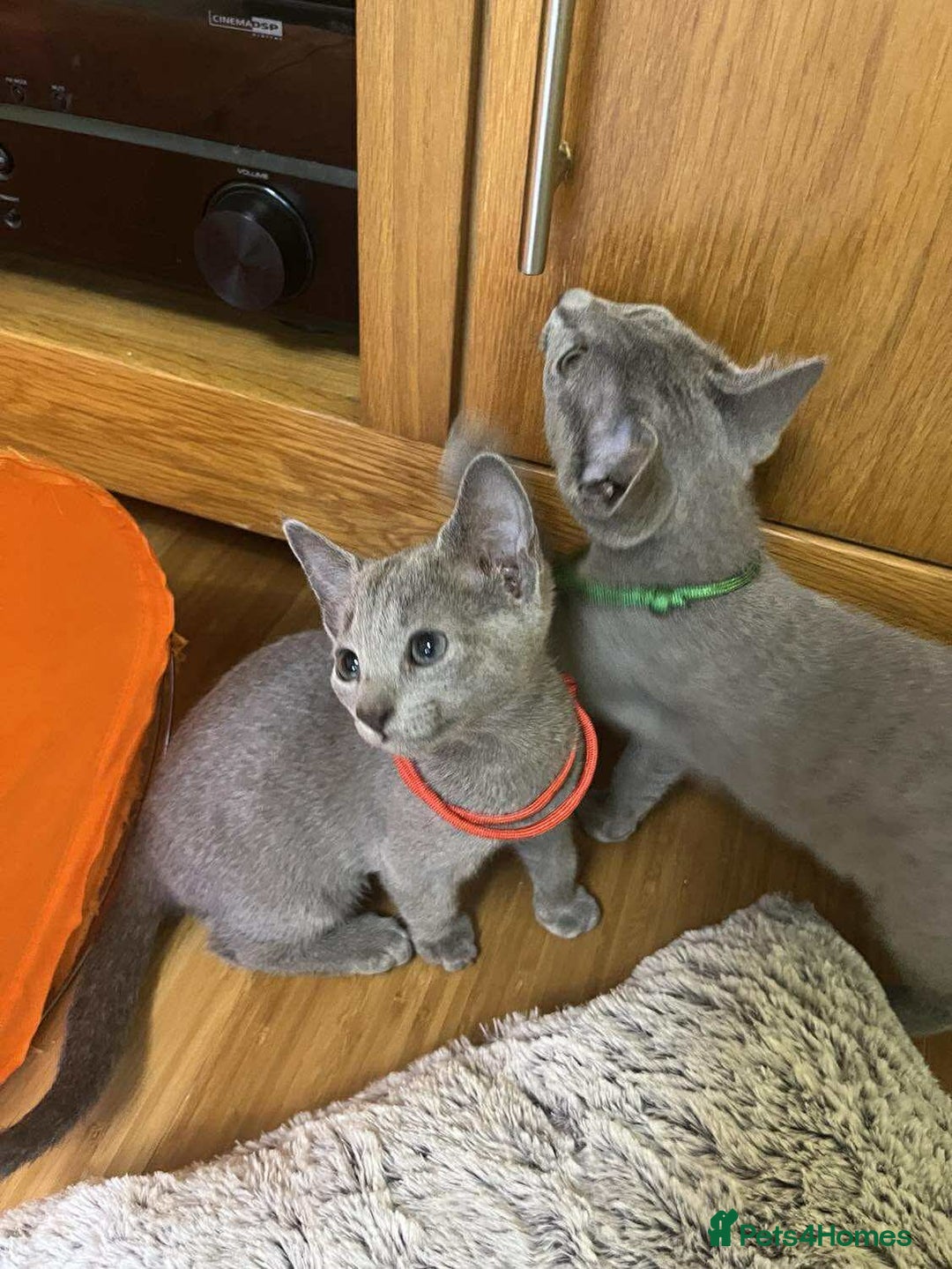 Russian Blue cats for sale: TICA REGISTERED Pure Breed Russian Blue Kittens - Image 6