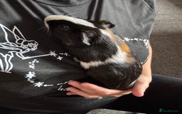 English rabbits for sale: Guniea pigs - Image 3