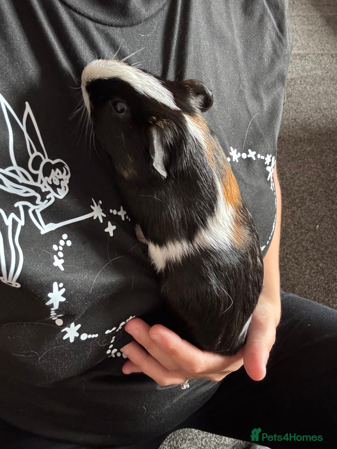 English rabbits for sale: Guniea pigs - Image 3