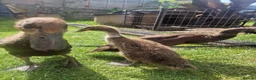 Ducks poultry for sale: 3 Runner Ducks  - Advert 4