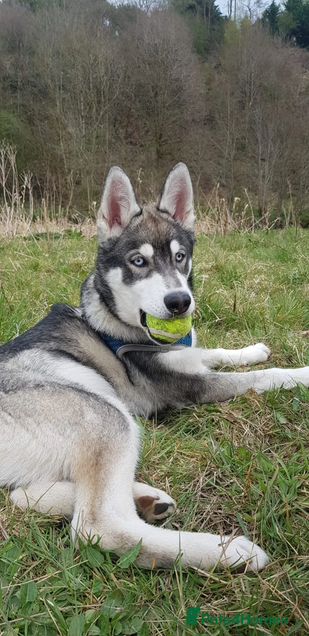 Siberian Husky dogs for stud:  Loki in Heywood - Advert 10