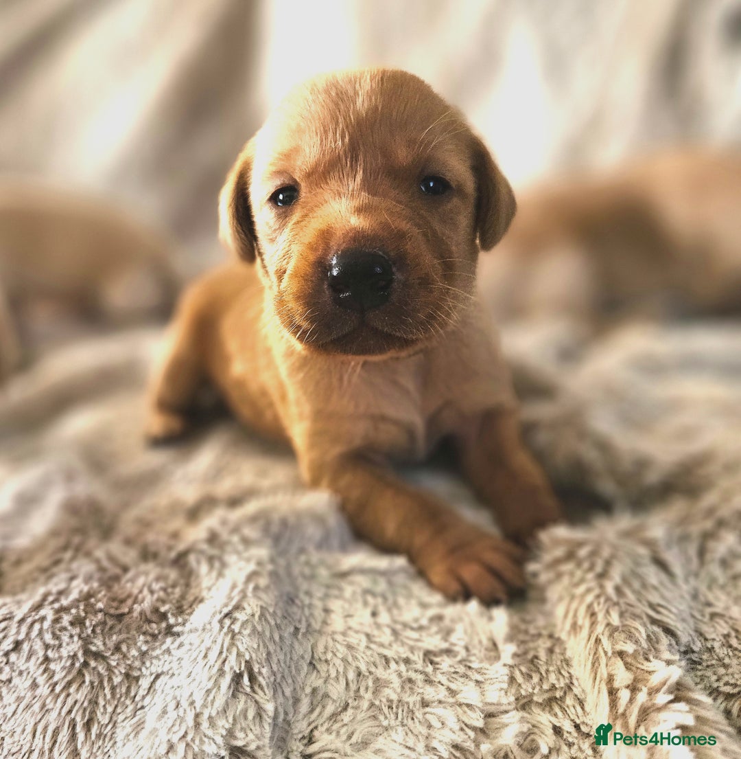 Labrador Retriever dogs for sale: KC Registered Labrador Puppies – Family Raised - Advert 11