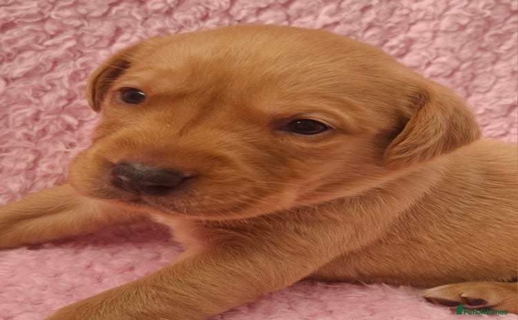 Labrador Retriever dogs - Advert 4