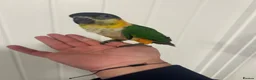 Parrots birds for sale: Hand Reared Baby Black Headed Caiques  - Advert 2