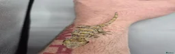 Gecko reptiles for sale: Orange blotch gargoyle gecko  - Advert 2