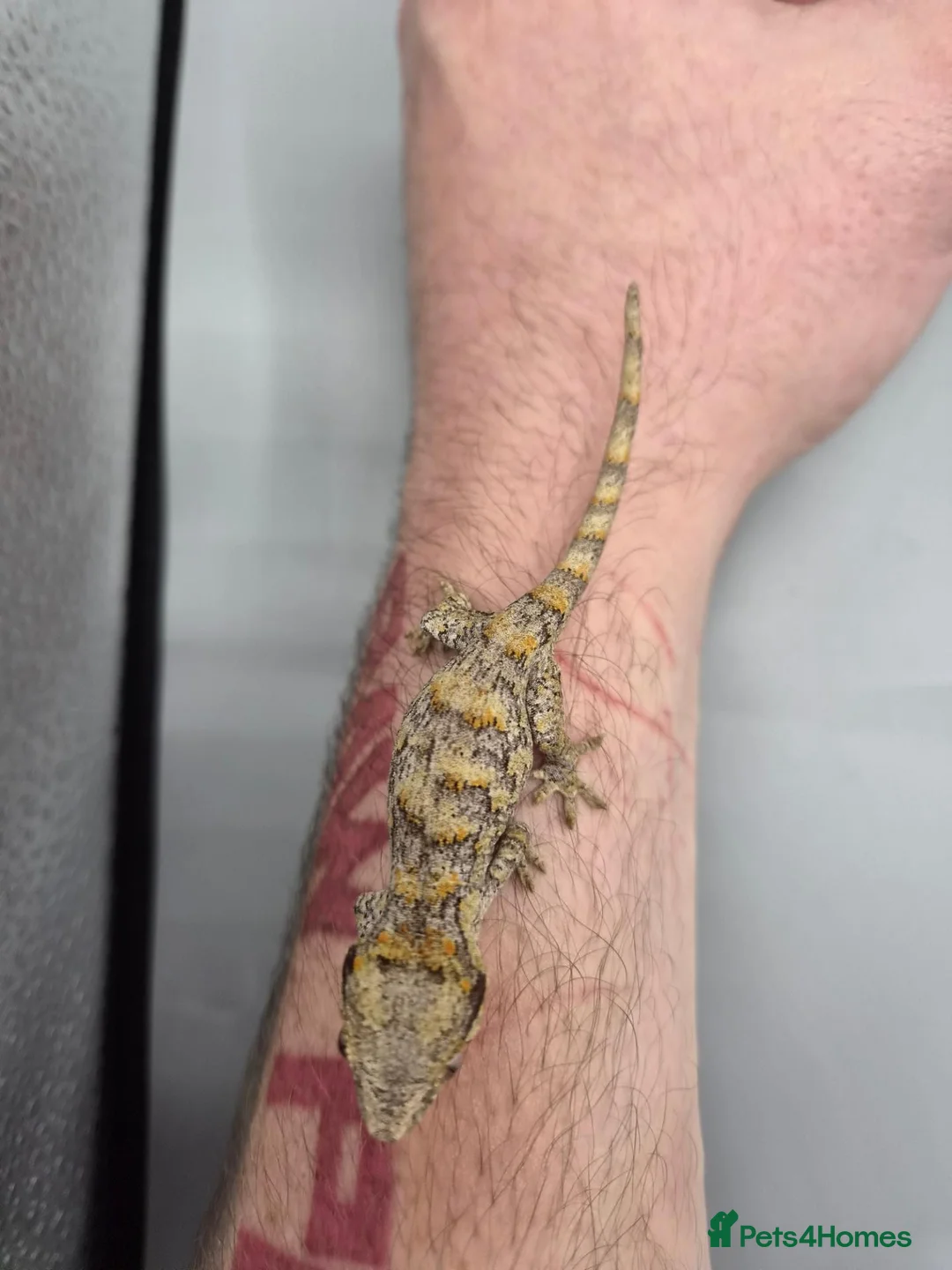 Gecko reptiles for sale: Orange blotch gargoyle gecko  - Advert 2