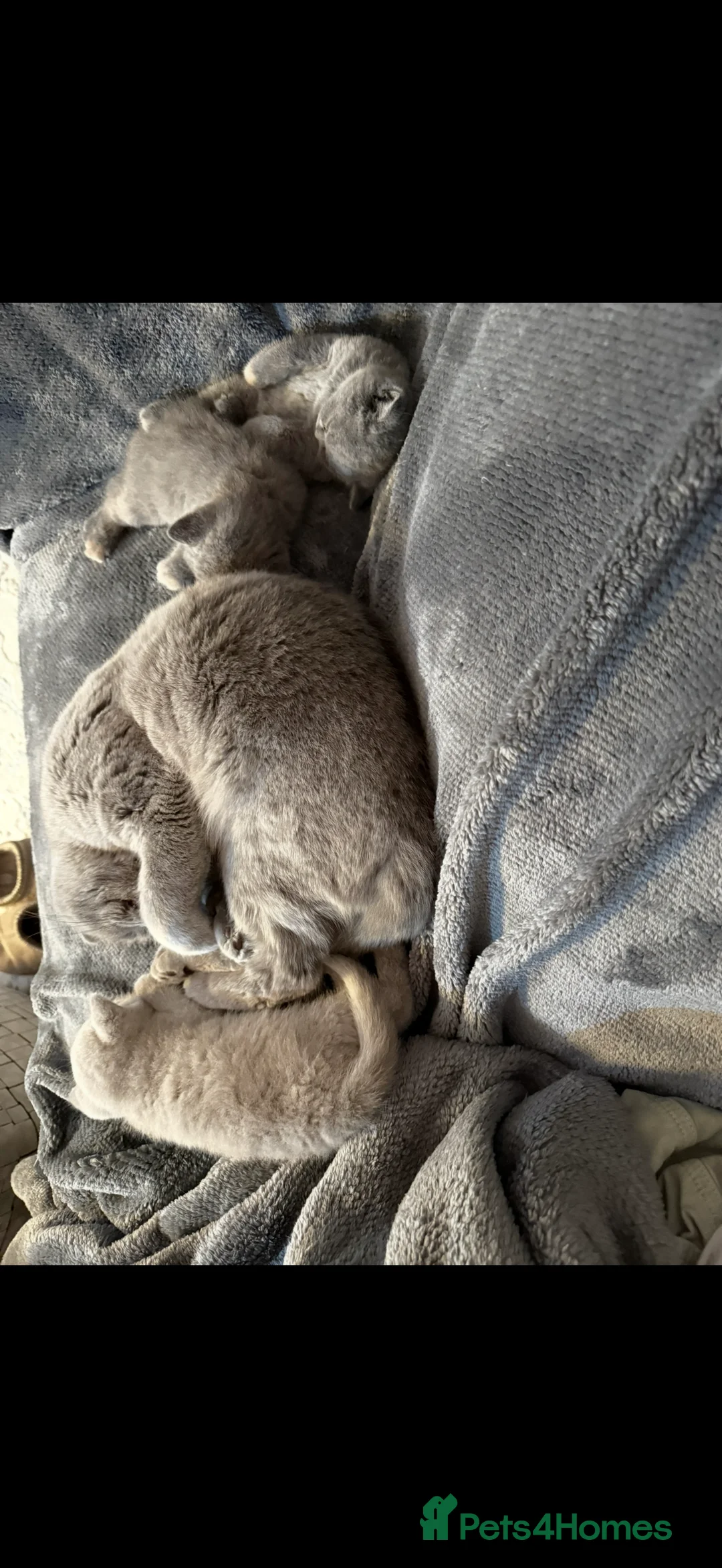 British Shorthair cats for sale: Blue Cream BSH Girl Available 🩷 - Advert 7