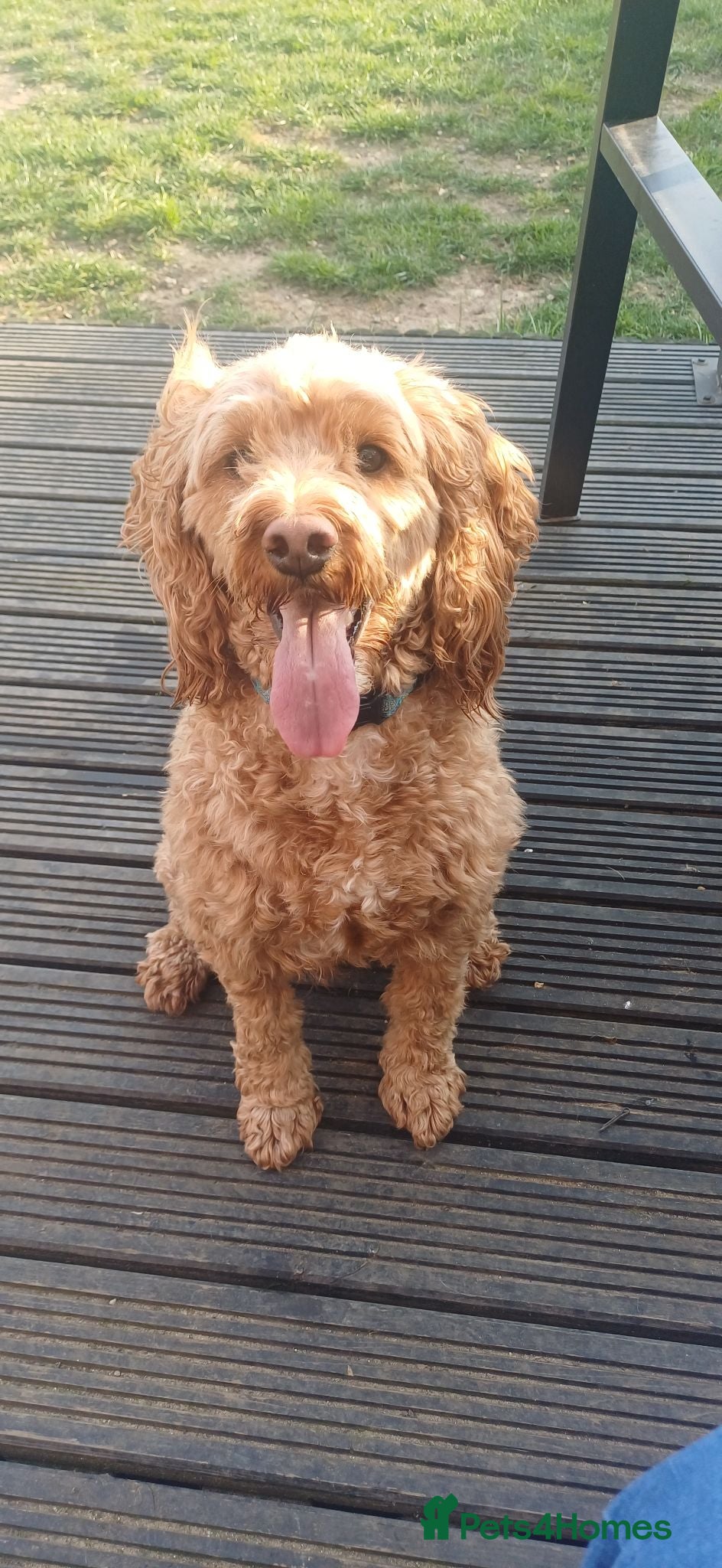 Cockapoo dogs Male neutered cockerpoo  - Advert 1
