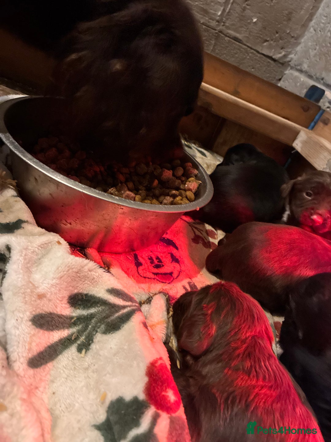 Cocker Spaniel dogs for sale: True working Cocker Spaniels docked  - Advert 5