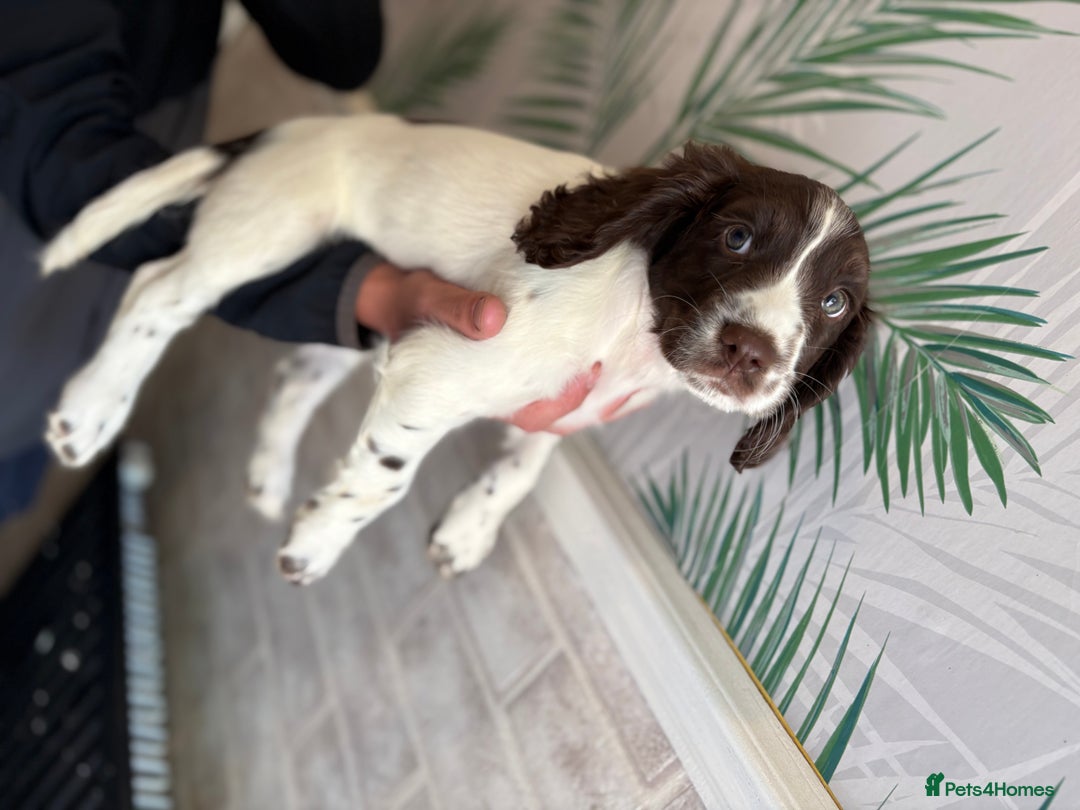 Sprocker dogs for sale: 2 sprocker girls  - Image 13