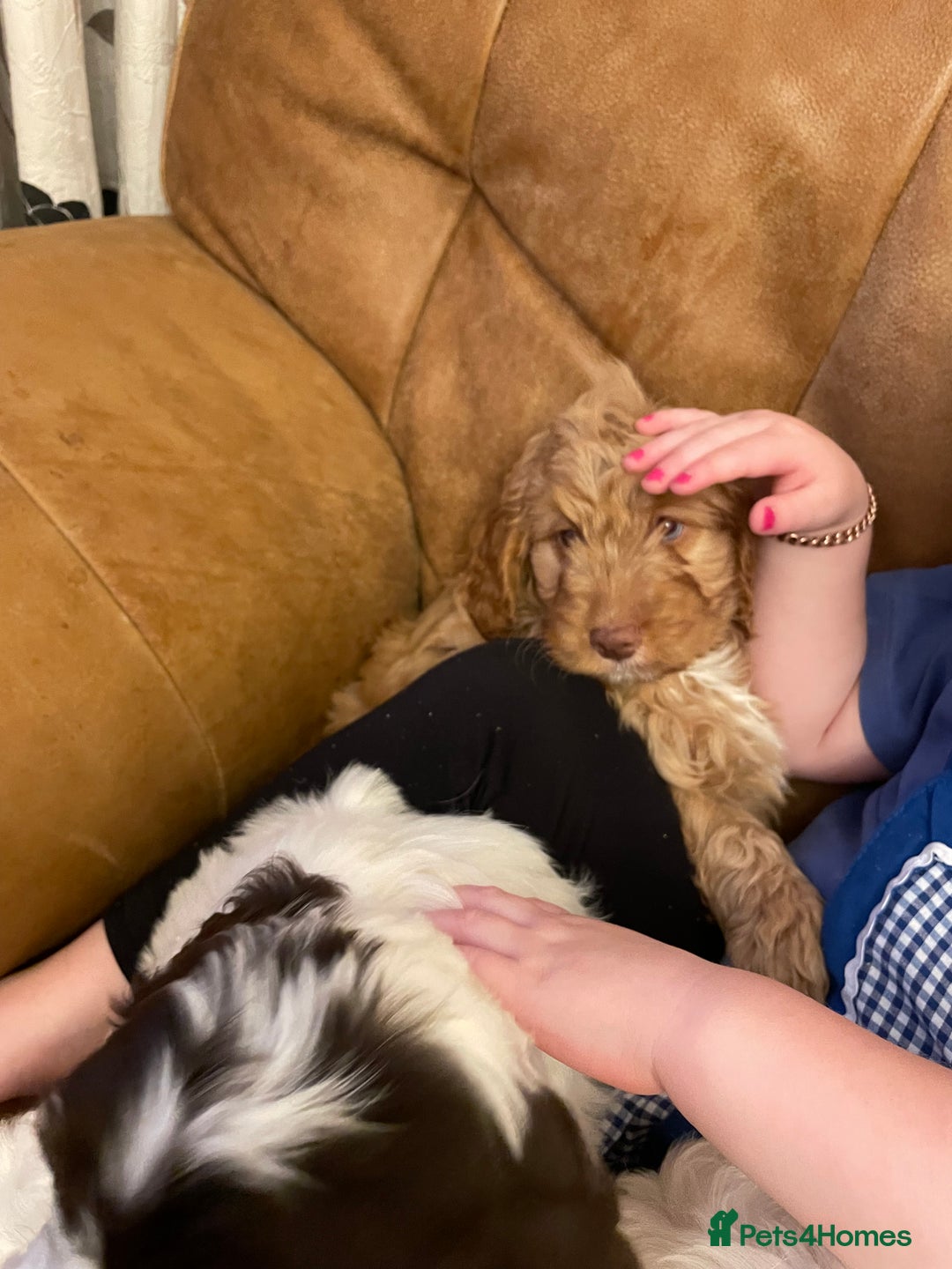 Cockapoo dogs for sale: Chunky Cockapoo Puppies - Image 10