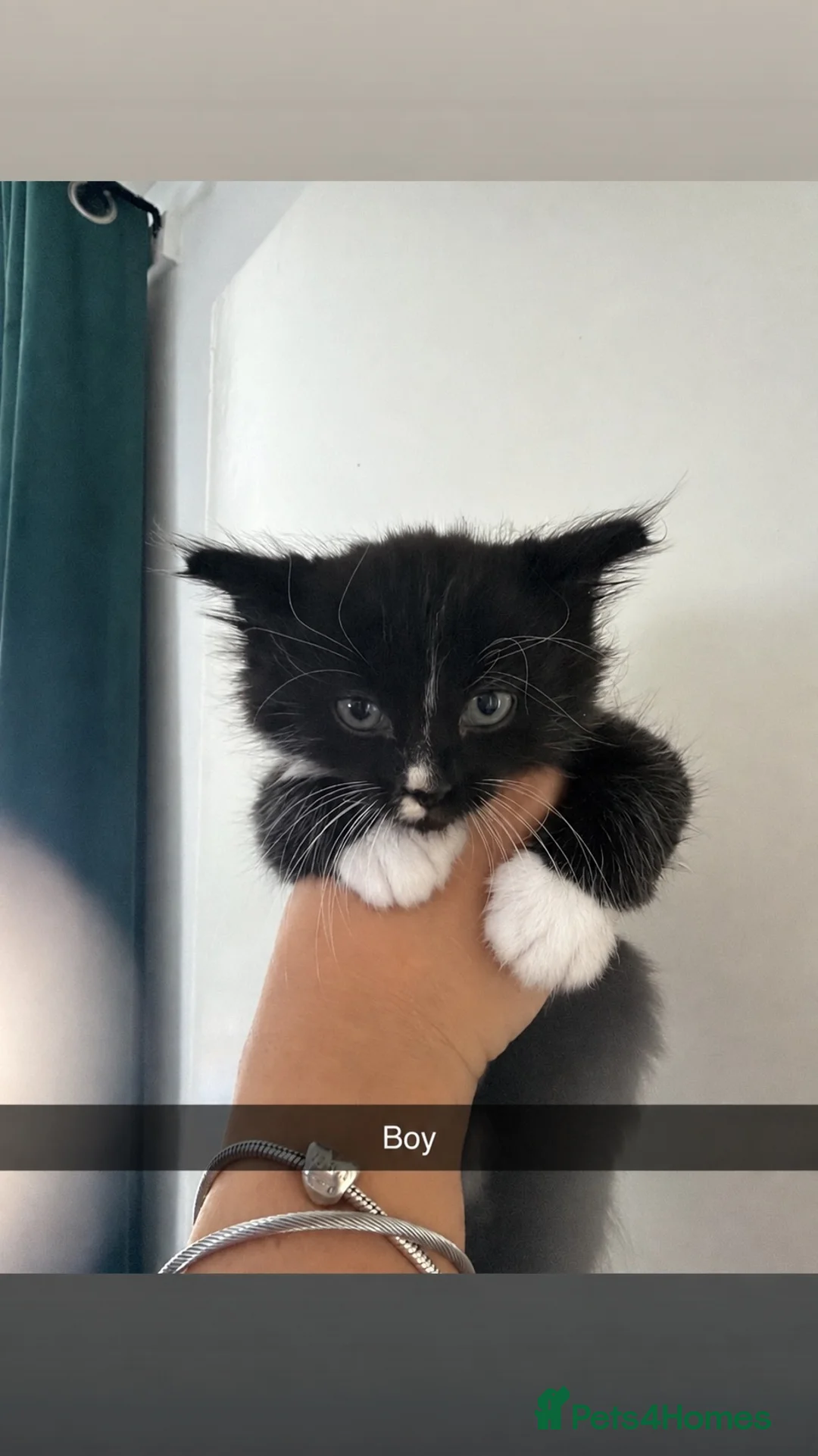 British Longhair cats for sale: Longhaired kittens  - Advert 5
