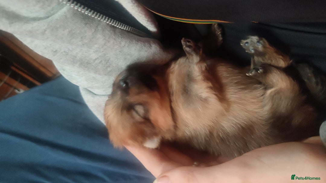 Pomeranian dogs for sale: Top Quality -KC registered  - Image 19