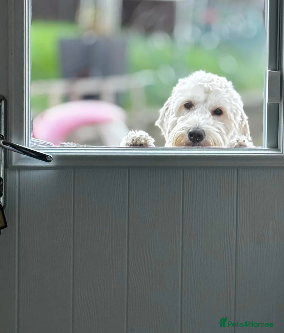 Labradoodle dogs for sale: Labradoodle girl for sale  - Advert 3