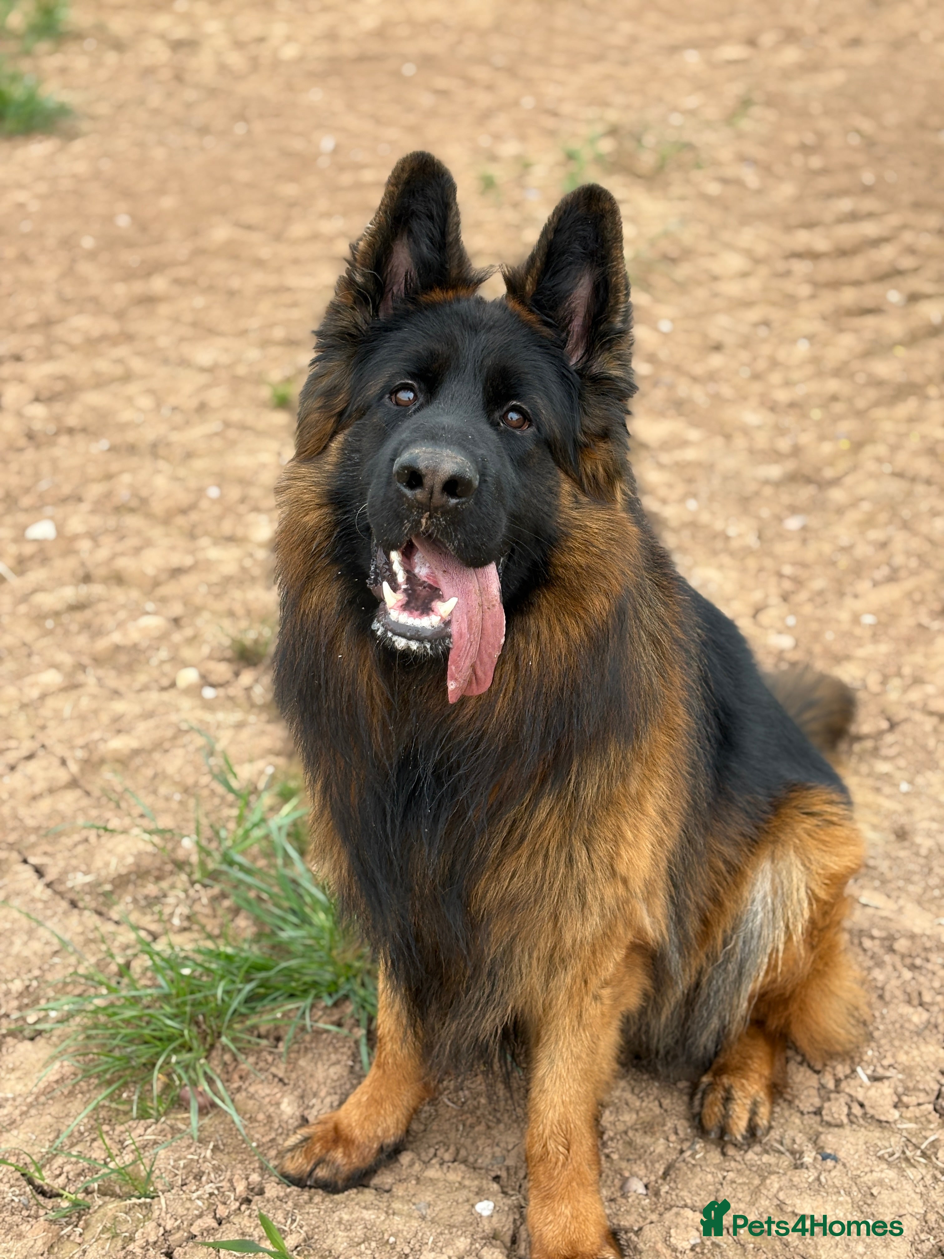German Shepherd dogs Long hair KC registered Stud - Advert 3