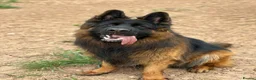 German Shepherd dogs for stud: Long hair KC registered Stud - Advert 1