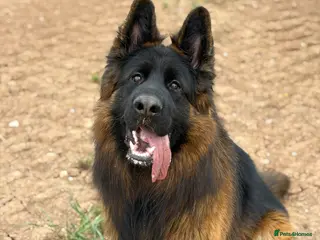 German Shepherd dogs Long hair KC registered Stud - Advert 1