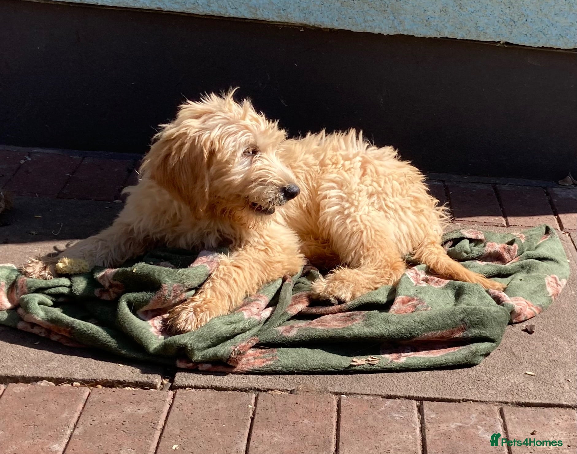 Goldendoodle dogs Goldendoodle pups - Advert 2