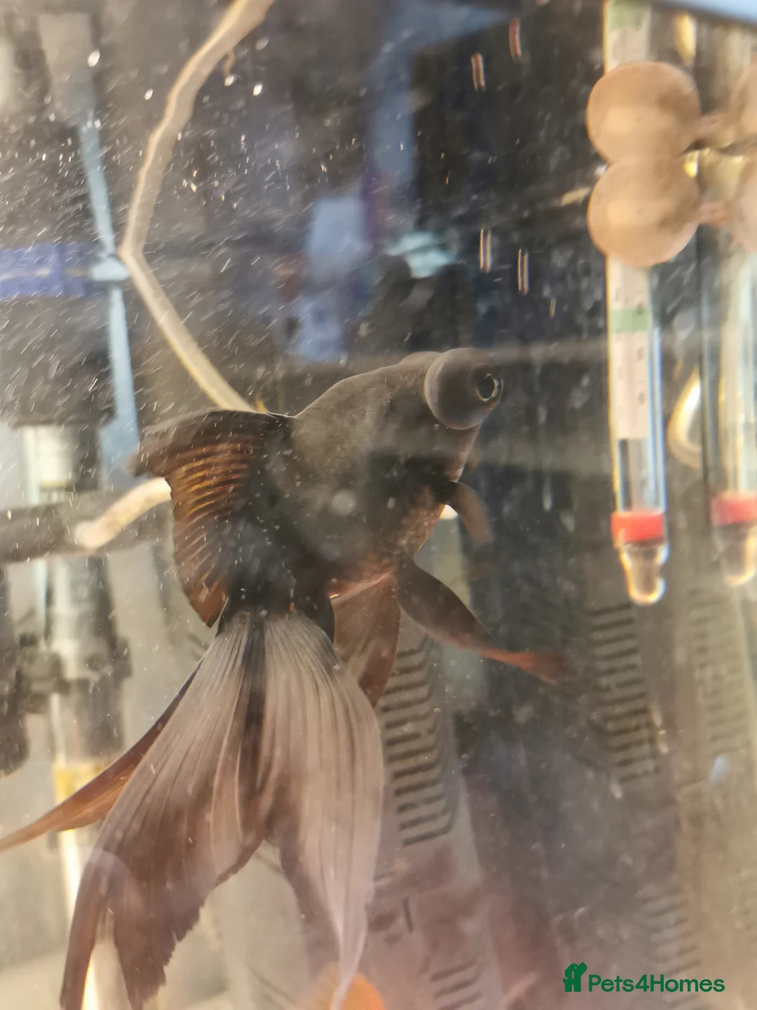 Goldfish fish for sale: Goldfish , Veiltail , Fancy, Telescope black in Glasgow - Advert 33