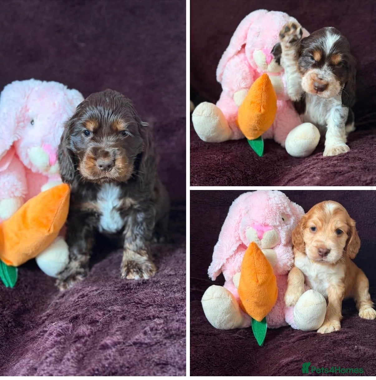 Cocker Spaniel dogs Beautiful DNA Tested Show Cocker Spaniels - Advert 5