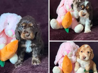 Cocker Spaniel dogs Beautiful DNA Tested Show Cocker Spaniels - Advert 5